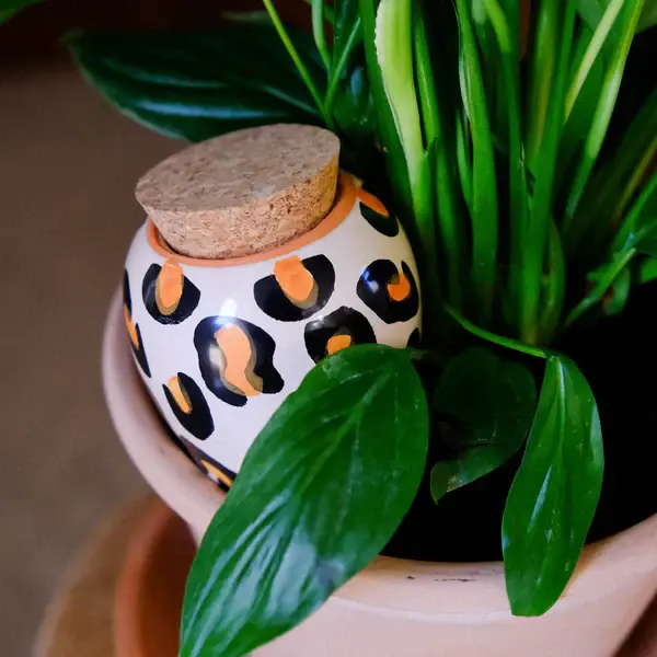 Pépin - Olla Léopard - image